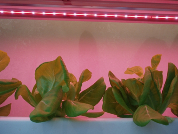 LED植物生長(zhǎng)燈頭
